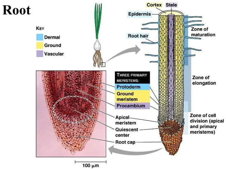 Root