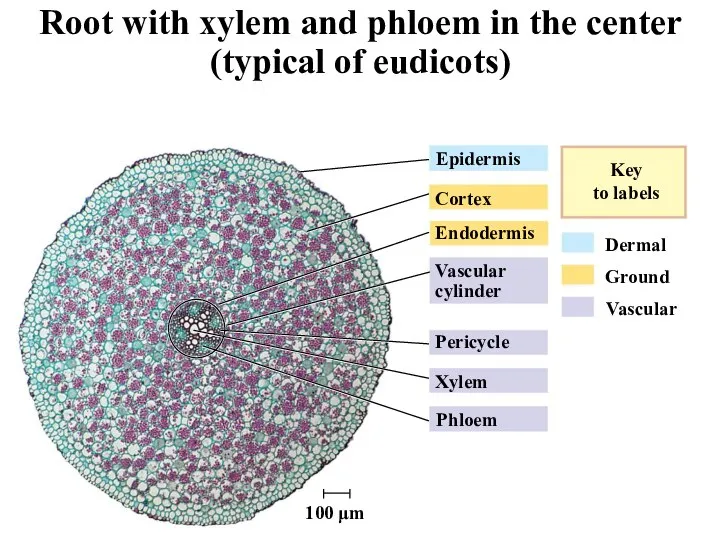 Epidermis Cortex Endodermis Vascular cylinder Pericycle Xylem Phloem 100 μm Root with