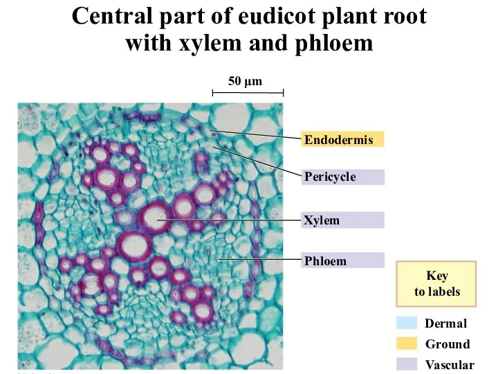 Endodermis Pericycle Xylem Phloem Dermal Ground Vascular Key to labels 50 μm