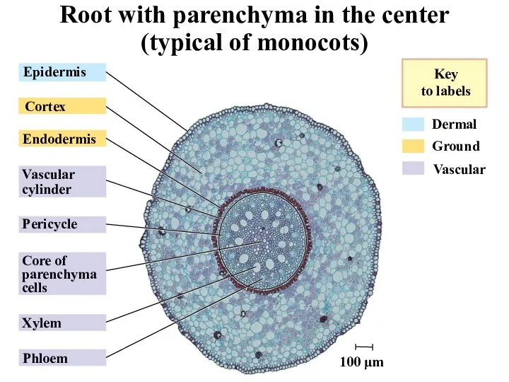 Dermal Ground Vascular Key to labels Epidermis Cortex Endodermis Vascular cylinder Pericycle