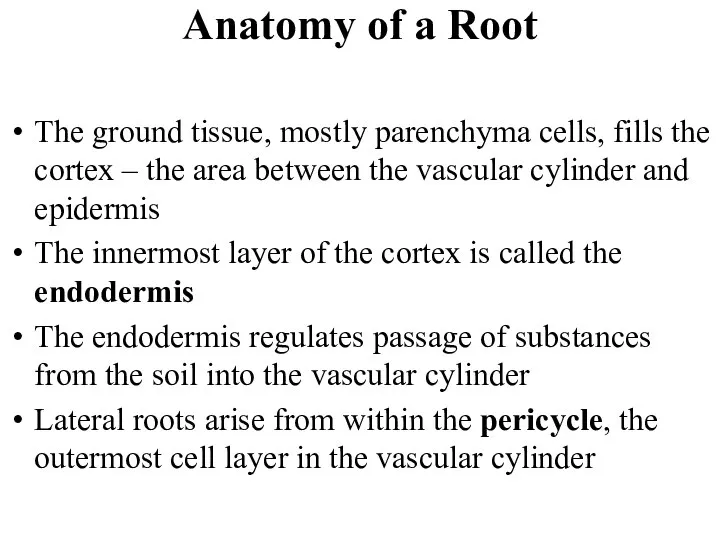 The ground tissue, mostly parenchyma cells, fills the cortex – the area