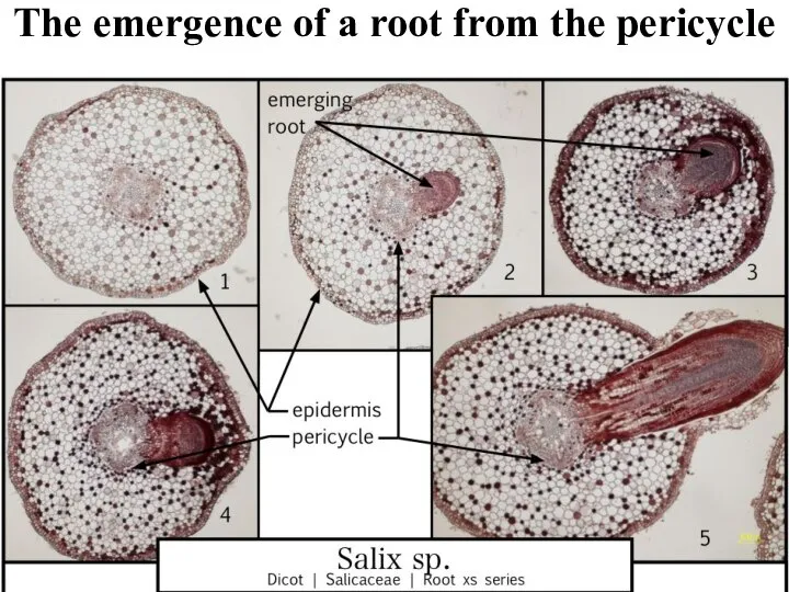The emergence of a root from the pericycle