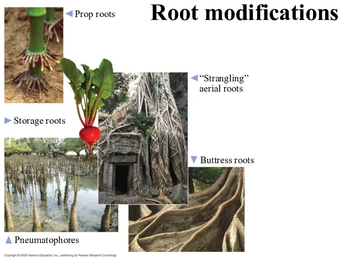 Prop roots “Strangling” aerial roots Storage roots Buttress roots Pneumatophores Root modifications