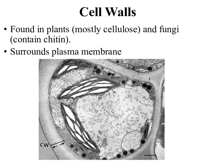 Cell Walls Found in plants (mostly cellulose) and fungi (contain chitin). Surrounds plasma membrane