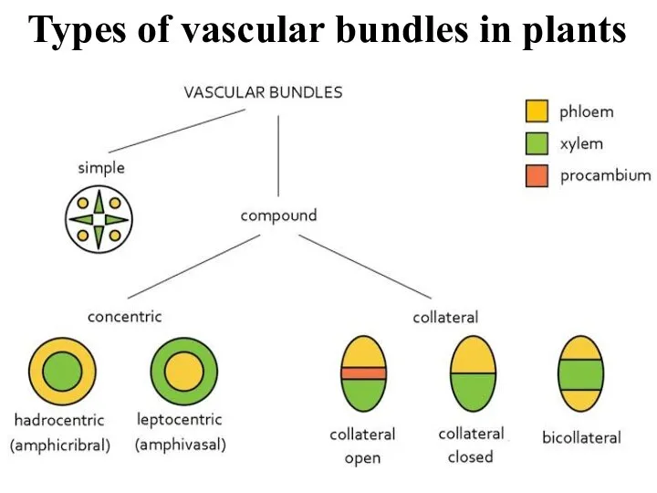 Types of vascular bundles in plants