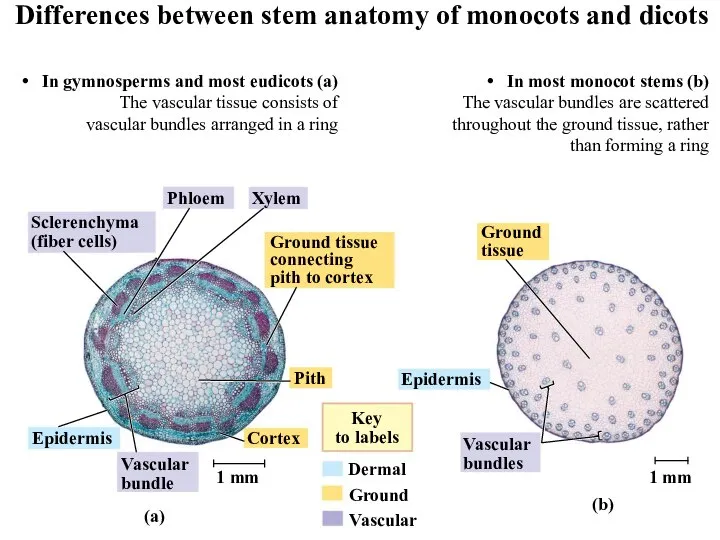 Sclerenchyma (fiber cells) Phloem Xylem Ground tissue connecting pith to cortex Pith