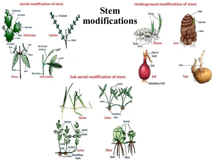 Stem modifications