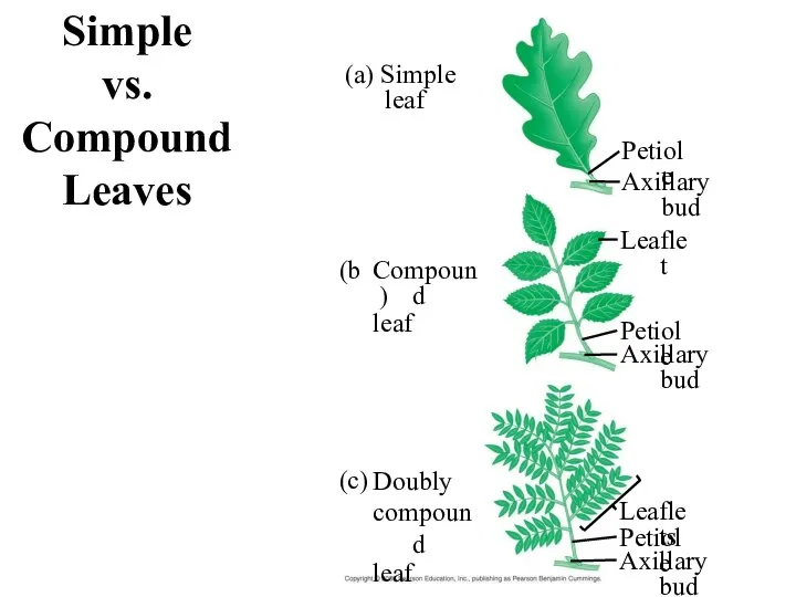 Simple vs. Compound Leaves (a) Simple leaf Compound leaf (b) Doubly compound