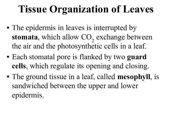 Tissue Organization of Leaves The epidermis in leaves is interrupted by stomata,