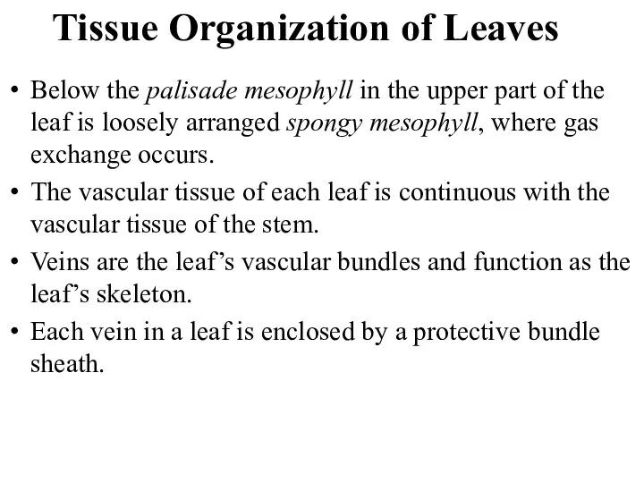 Below the palisade mesophyll in the upper part of the leaf is