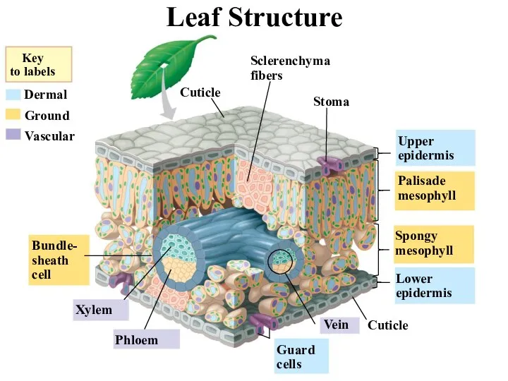 Key to labels Dermal Ground Vascular Cuticle Bundle- sheath cell Xylem Phloem