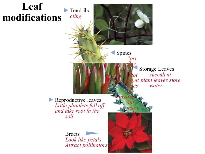 Tendrils cling Spines “prickly” Photosynthesis is carried out mainly by the fleshy