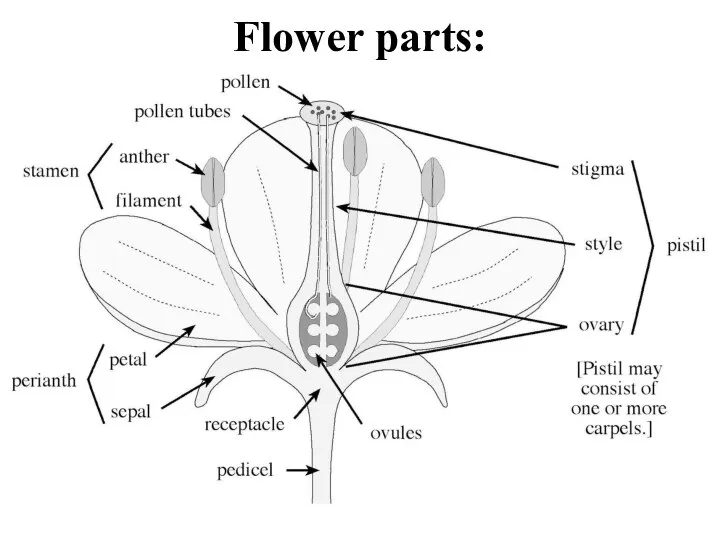 Flower parts: