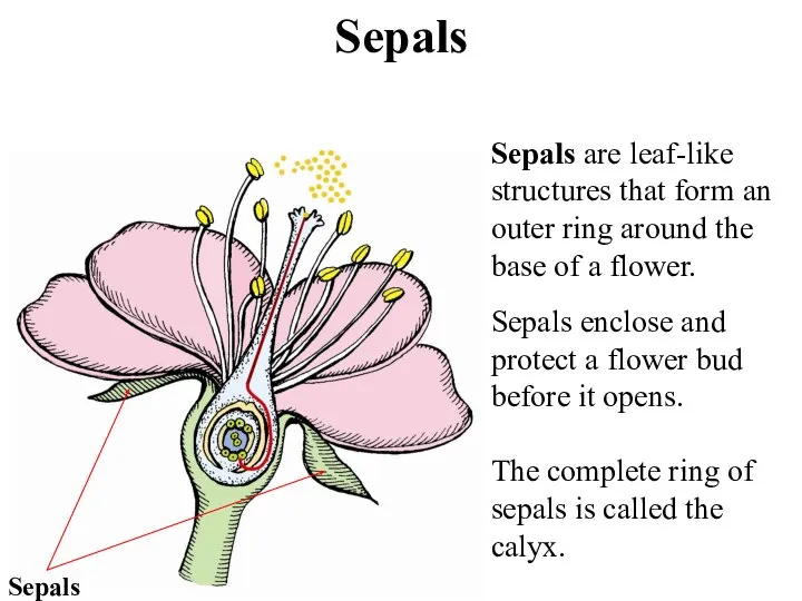 Sepals Sepals Sepals are leaf-like structures that form an outer ring around