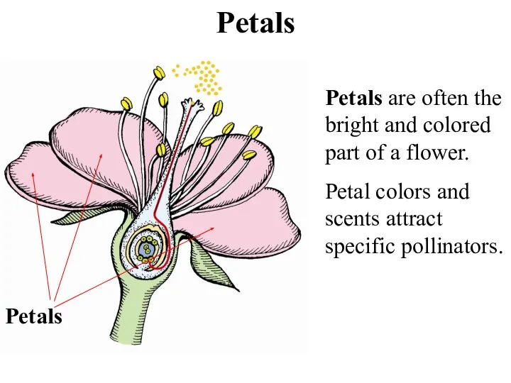 Petals Petals Petals are often the bright and colored part of a