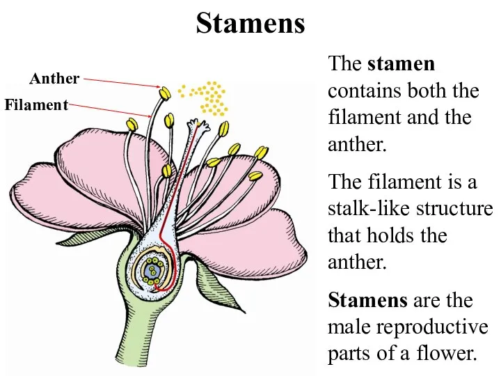 Stamens Anther The stamen contains both the filament and the anther. The
