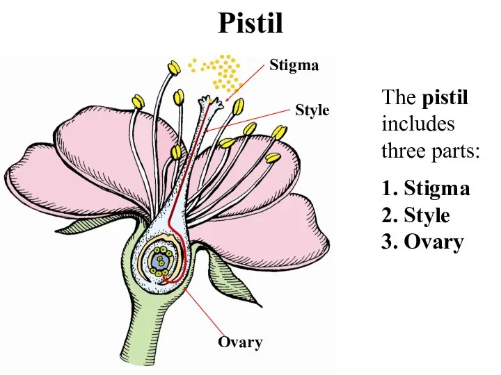 Pistil Stigma Style Ovary The pistil includes three parts: 1. Stigma 2. Style 3. Ovary