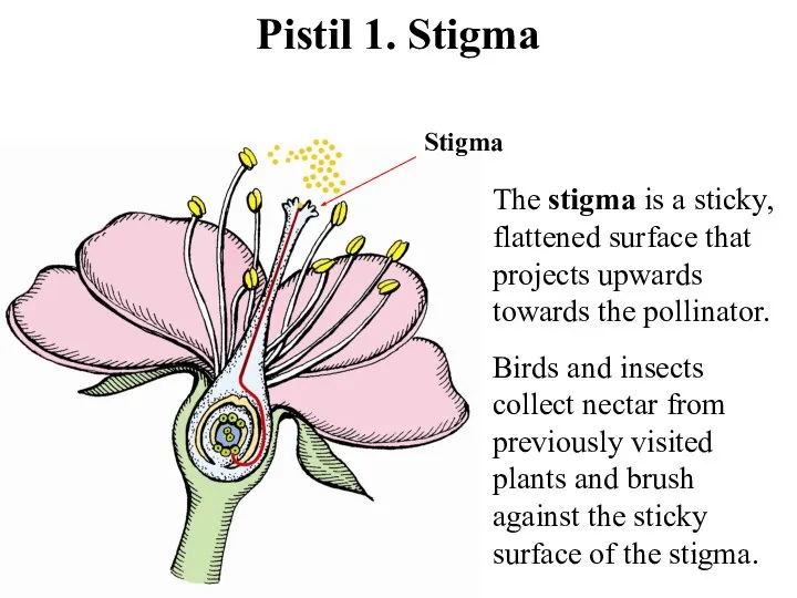 Pistil 1. Stigma Stigma The stigma is a sticky, flattened surface that