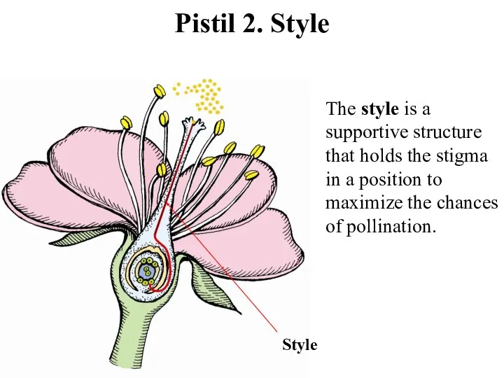 Pistil 2. Style Style The style is a supportive structure that holds