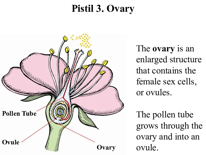 Pistil 3. Ovary Ovary Pollen Tube Ovule The ovary is an enlarged