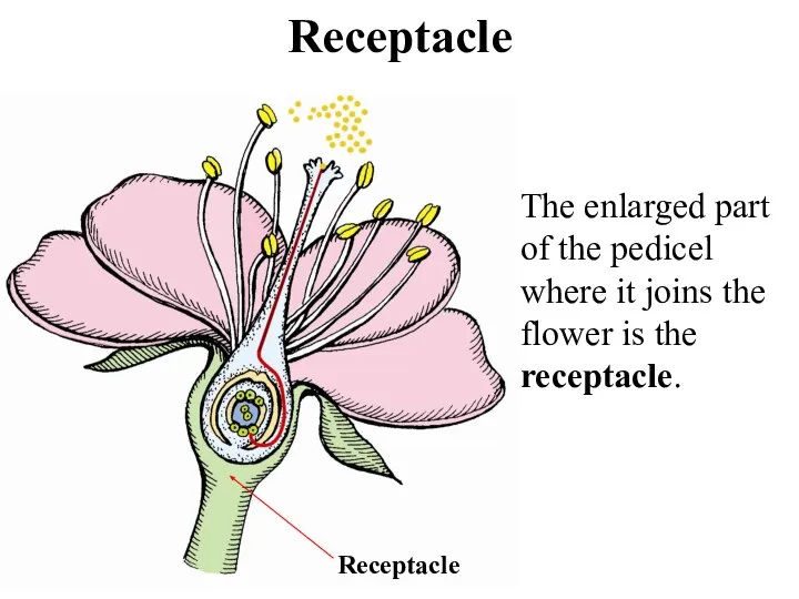 Receptacle The enlarged part of the pedicel where it joins the flower is the receptacle. Receptacle