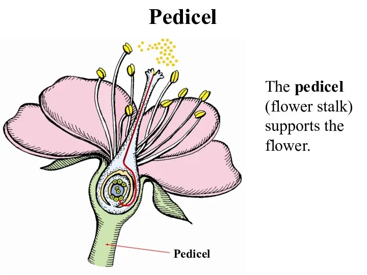 Pedicel Pedicel The pedicel (flower stalk) supports the flower.