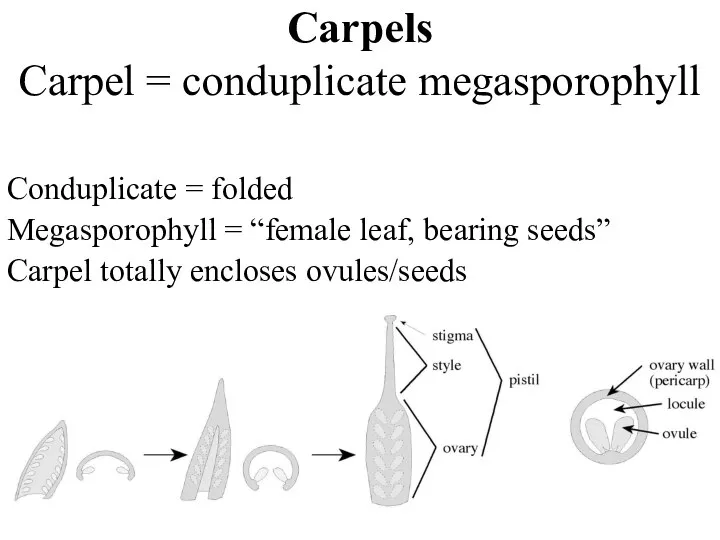 Carpels Carpel = conduplicate megasporophyll Conduplicate = folded Megasporophyll = “female leaf,