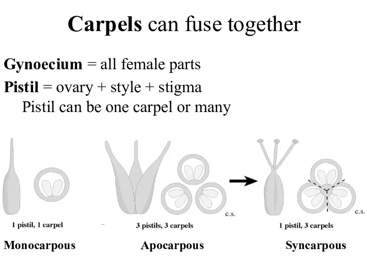 Carpels can fuse together Gynoecium = all female parts Pistil = ovary