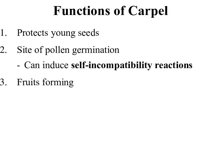 Functions of Carpel Protects young seeds Site of pollen germination - Can