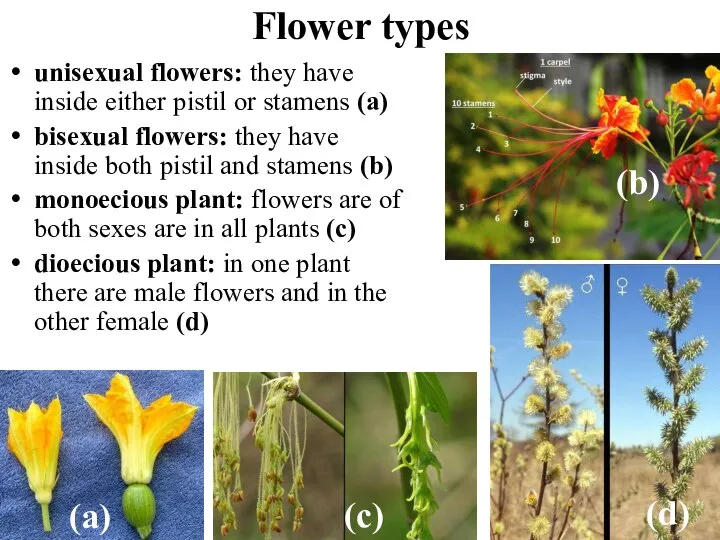 Flower types unisexual flowers: they have inside either pistil or stamens (a)