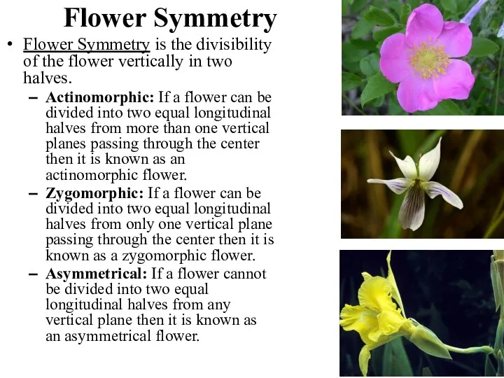 Flower Symmetry Flower Symmetry is the divisibility of the flower vertically in