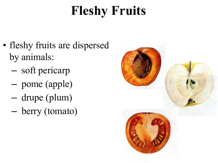 Fleshy Fruits fleshy fruits are dispersed by animals: soft pericarp pome (apple) drupe (plum) berry (tomato)