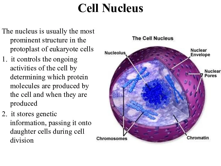 Cell Nucleus The nucleus is usually the most prominent structure in the