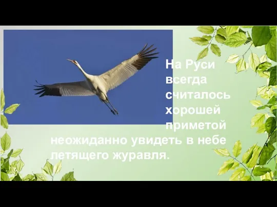 На Руси всегда считалось хорошей приметой неожиданно увидеть в небе летящего журавля.