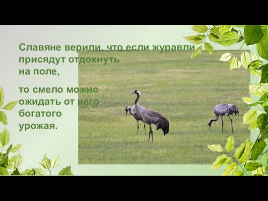 Славяне верили, что если журавли присядут отдохнуть на поле, то смело можно