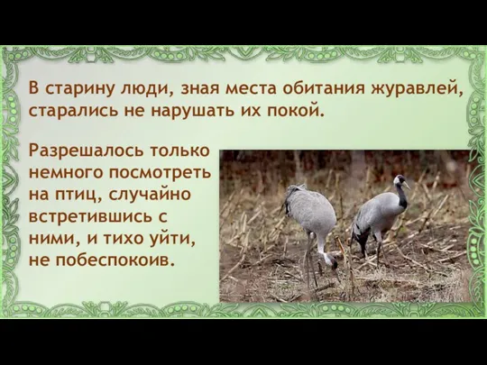 В старину люди, зная места обитания журавлей, старались не нарушать их покой.