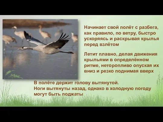 Начинает свой полёт с разбега, как правило, по ветру, быстро ускоряясь и