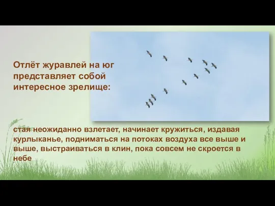 Отлёт журавлей на юг представляет собой интересное зрелище: стая неожиданно взлетает, начинает