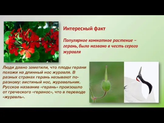Популярное комнатное растение – герань, было названо в честь серого журавля Интересный