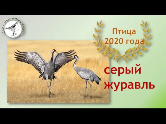 Птица 2020 года серый журавль