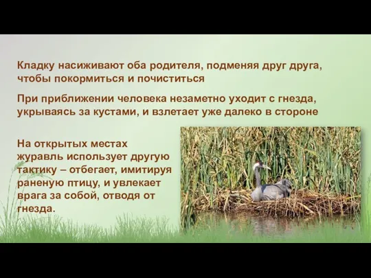 Кладку насиживают оба родителя, подменяя друг друга, чтобы покормиться и почиститься При