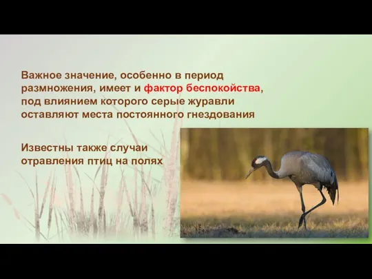 Важное значение, особенно в период размножения, имеет и фактор беспокойства, под влиянием