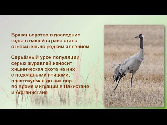 Браконьерство в последние годы в нашей стране стало относительно редким явлением Серьёзный