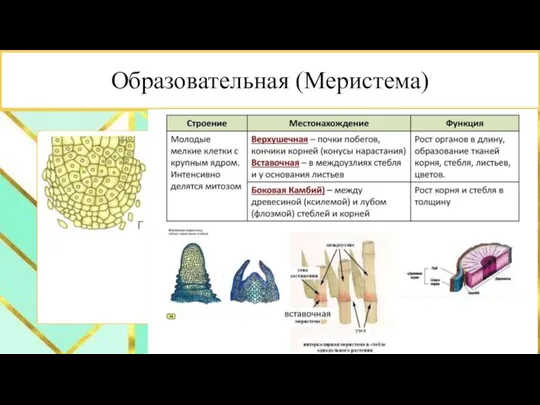 Образовательная (Меристема)