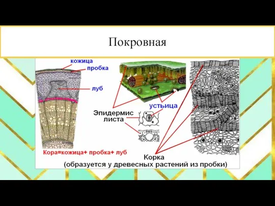 Покровная