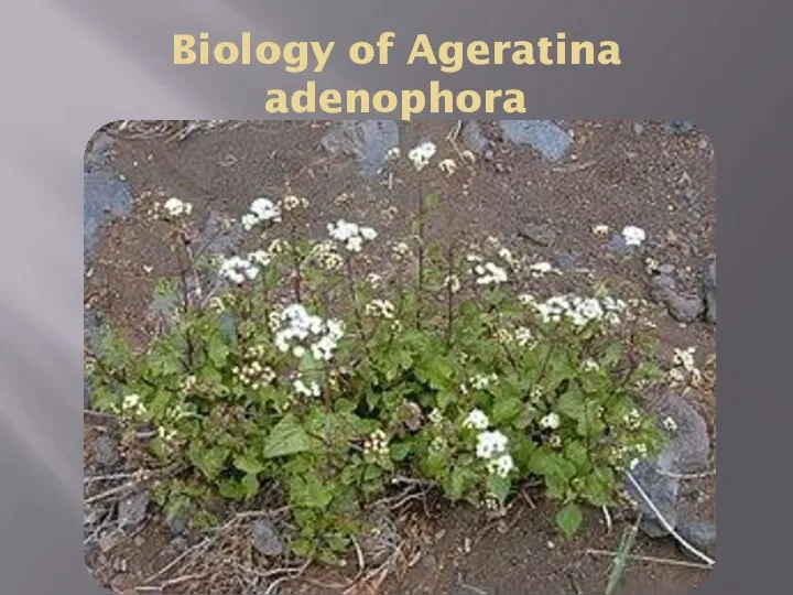 Biology of Ageratina adenophora