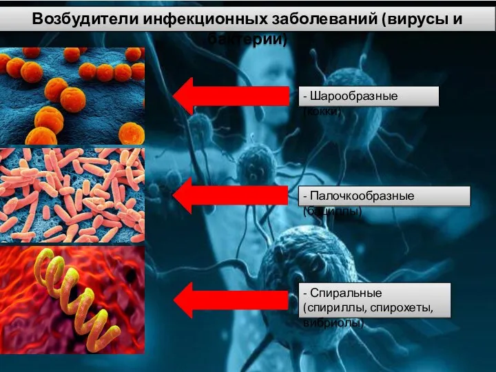 Возбудители инфекционных заболеваний (вирусы и бактерии) - Шарообразные (кокки) - Палочкообразные (бациллы)