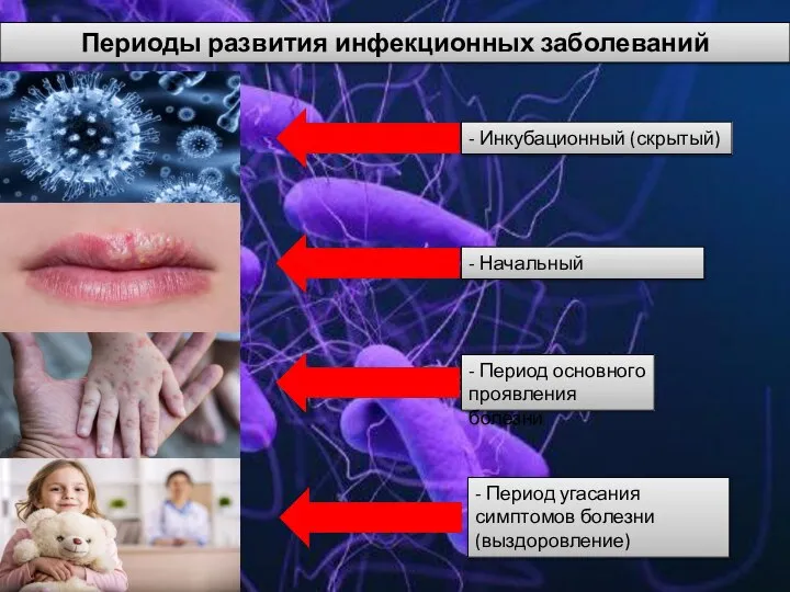 Периоды развития инфекционных заболеваний - Инкубационный (скрытый) - Начальный - Период основного