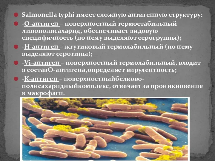 Salmonella typhi имеет сложную антигенную структуру: -О-антиген – поверхностный термостабильный липополисахарид, обеспечивает