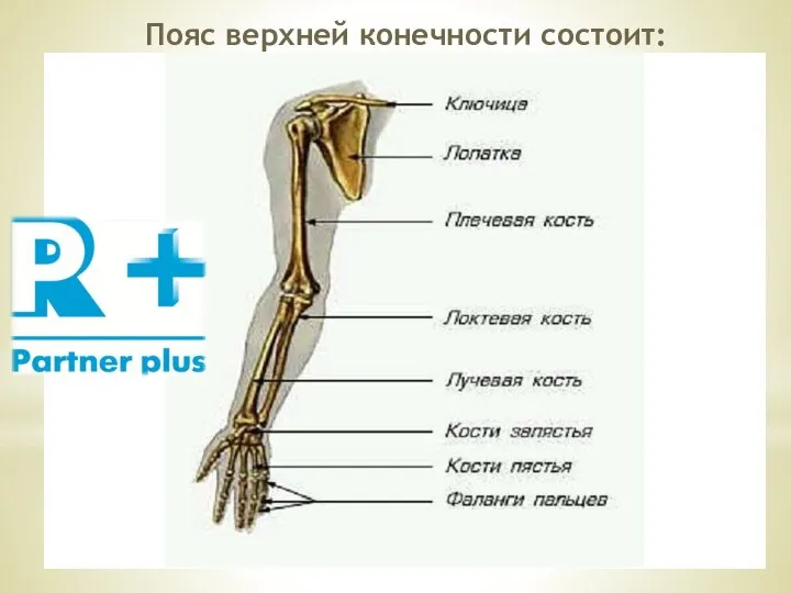 Пояс верхней конечности состоит: